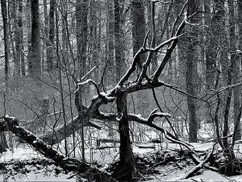 Bare tree in forest during winter