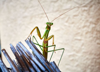 Close-up of insect