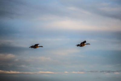 Low angle view of birds flying against sky