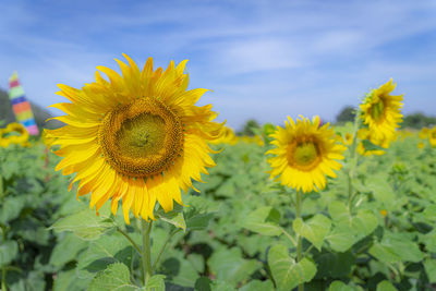 Close-up of yellow sunflower on field against sky