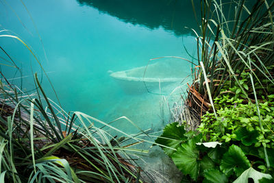 High angle view of plants by sea