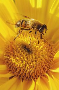 Close-up of bee pollinating on flower