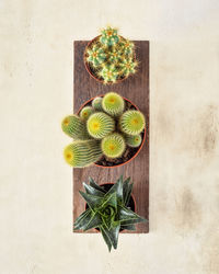 Home plants growing. eco friendly composition with cactus and succulent plants on a wooden board