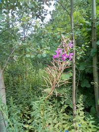 Close-up of pink flowering plants