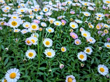 High angle view of daisy flowers on field