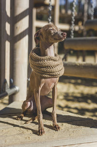 Dog looking away while sitting outdoors