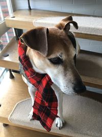 Close-up of dog sitting at home