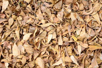 Full frame shot of dried leaves