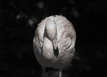 Close-up of bird