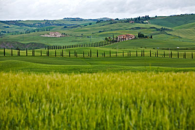 Scenic view of agricultural field against sky