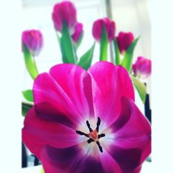 Close-up of pink flowers