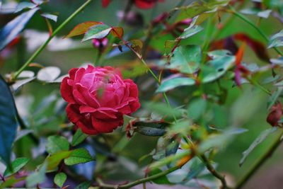 Close-up of pink rose on plant