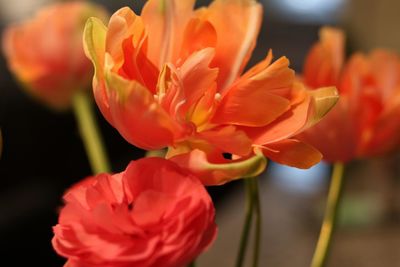 Close-up of orange tulips