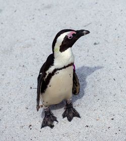 High angle view of penguin on sand