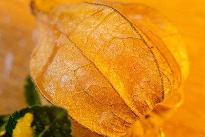 Close-up of orange leaf on table