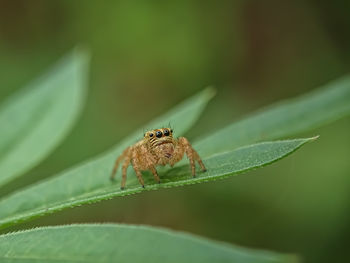 Small spider on a leaf
