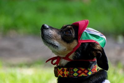 Close-up of a dog looking away