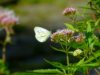 Close-up of butterfly pollinating on flower