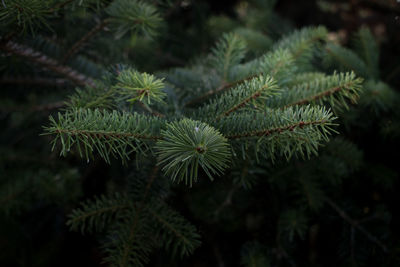 Close-up of pine tree