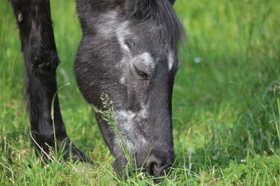 Horse grazing in a field