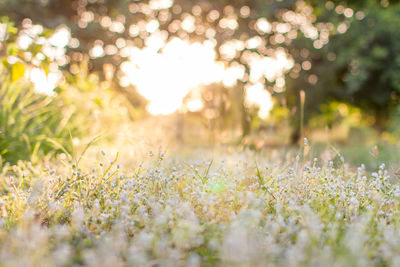Close-up of flowering plants on field