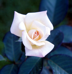 Close-up of flower blooming outdoors