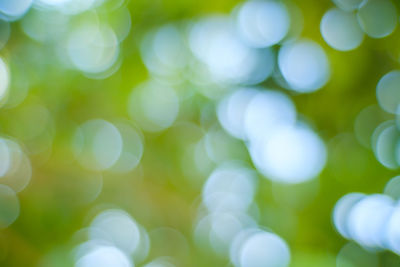 Defocused image of plants