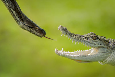 Snake and crocodile fighting with each other