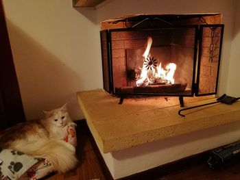 Cat lying on sofa at home