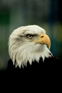 Close-up of eagle against blurred background