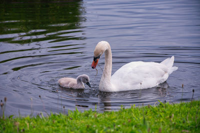 Swan with her cygnet in the munich schloss park, feeding and caring, mother love and care