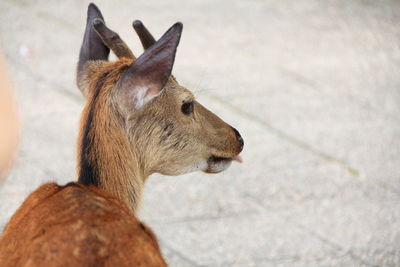 Close-up of deer