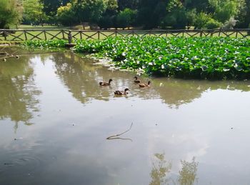 Reflection of trees in pond