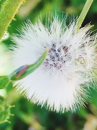 Close-up of dandelion on plant