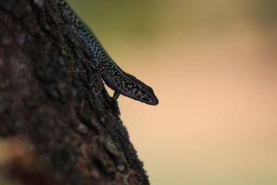 Close-up of lizard on tree trunk