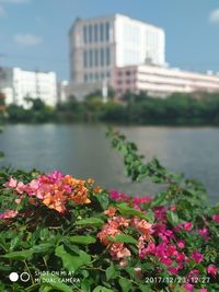 Close-up of flowers blooming by river in city against sky