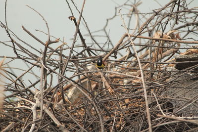 Low angle view of bird perching on bare tree against sky