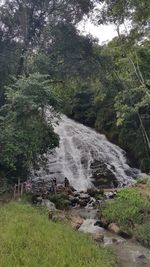 Stream flowing through forest