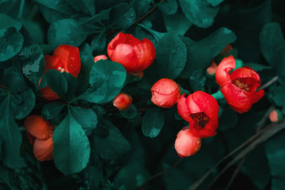 Red flowers of japanese quince in bloom  with  green leaves . selective soft focus, copy space.