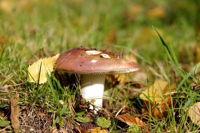 Close-up of mushroom growing on field