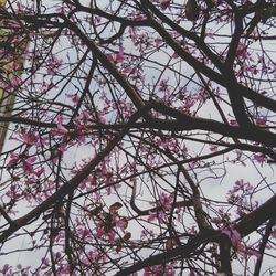 Low angle view of pink flower tree