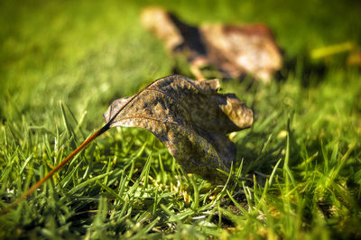 Close-up of lizard on grassy field