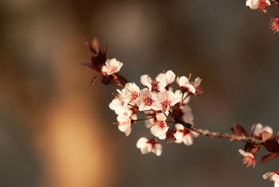 Close-up of cherry blossoms in spring