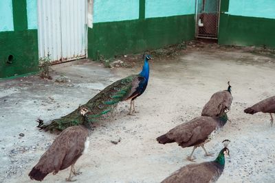 High angle view of peacock on wall in zoo