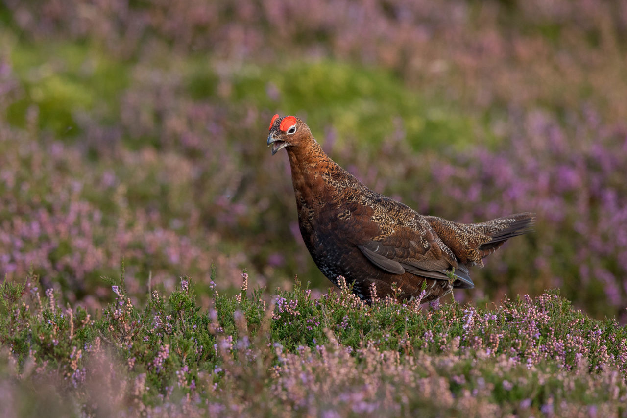 one animal, chicken - bird, bird, flower, animal themes, livestock, domestic animals, nature, no people, selective focus, field, agriculture, outdoors, growth, plant, day, close-up