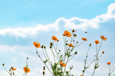 Low angle view of yellow flowers blooming against sky