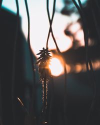 Close-up of silhouette plant against sky during sunset