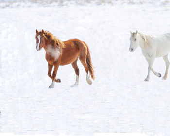 Horses running on snow covered land
