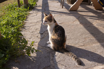 Cat sitting on footpath