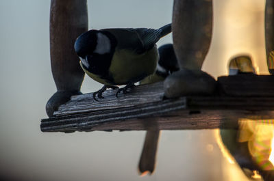 Close-up of bird perching on wood